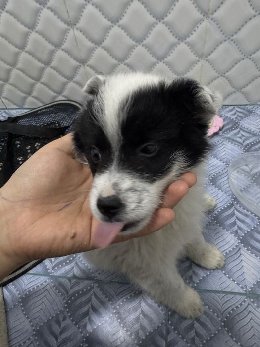 продается щенок,Помесь шпица