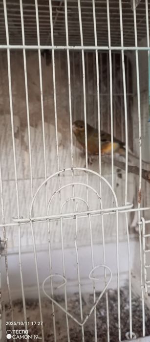 Kanareyka bar 9 oyli