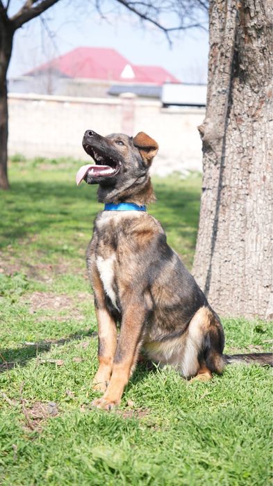 Щенок 5-6 месяцев ищет семью