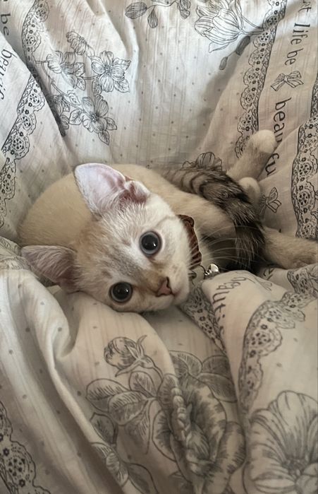 Кот домашний за 10к