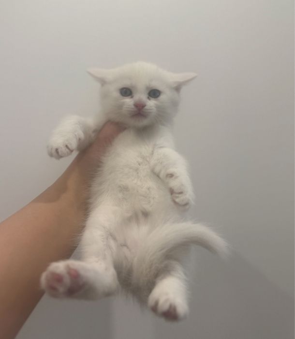 Прелестнейшие Плюшечки