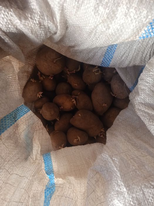 Картошка семенная