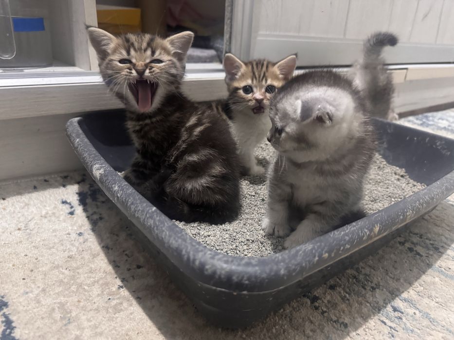 Кошки Британская