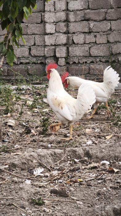 Продам домашние петухи. СОТИЛАДИ