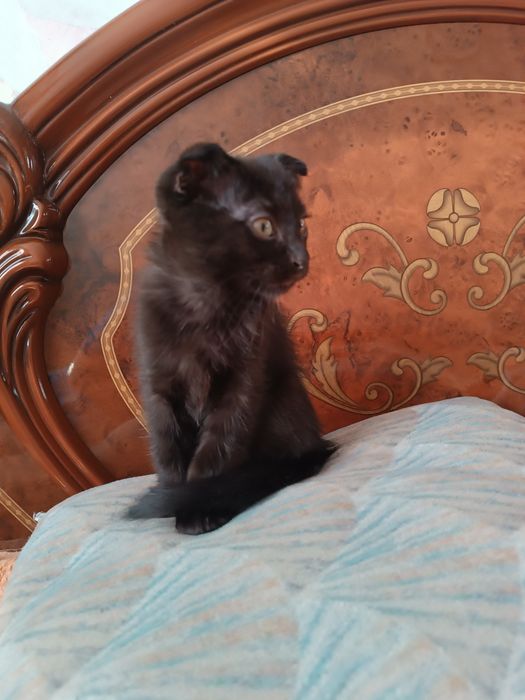 Продам вислоухих котят