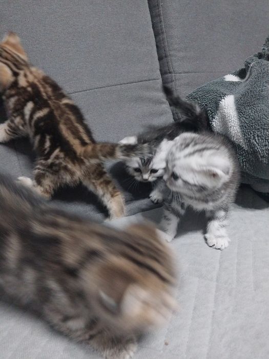 Продам шотланских котят.