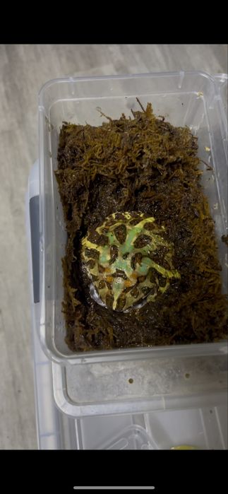 Лягушки рогатки взрослые