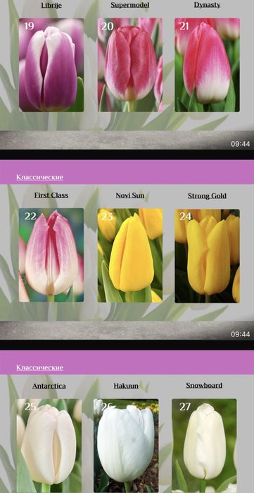 Тюльпаны предзаказ