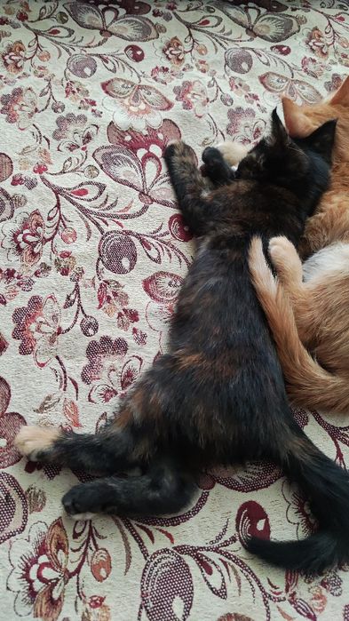 Котята домашние рыжие
