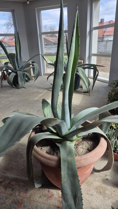 Vând plante Aloe Agave, vârstă 15 ani, 150cm