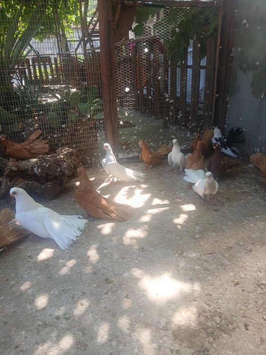 Варненски гълъби