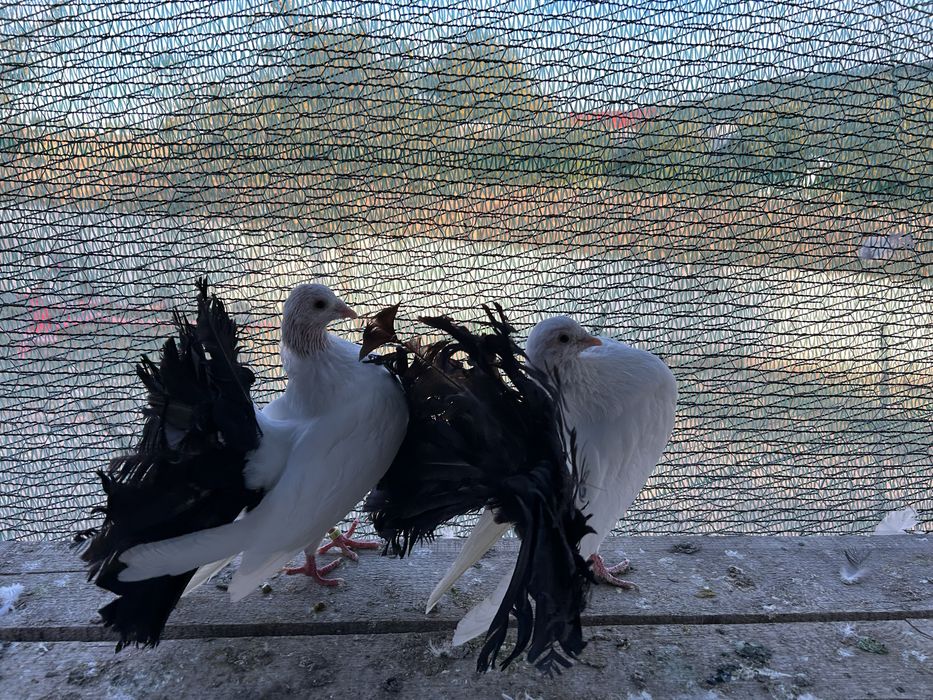 Porumbeii rotatii