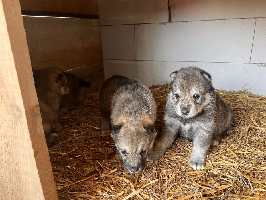 Catei Lup Cehoslovac cu Husky.  Nu trimit in tara!!