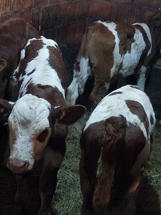 Vând taurasi belga și baltat