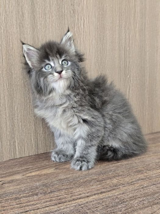 Мейн кун девочка