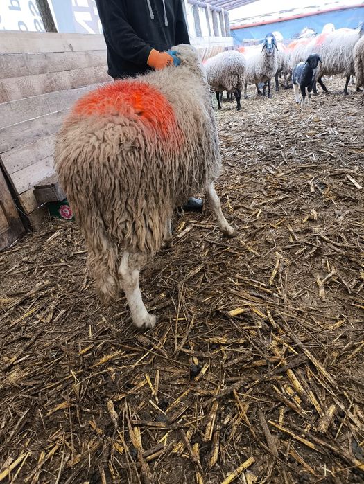 Vând berbec vârsta 2 ani