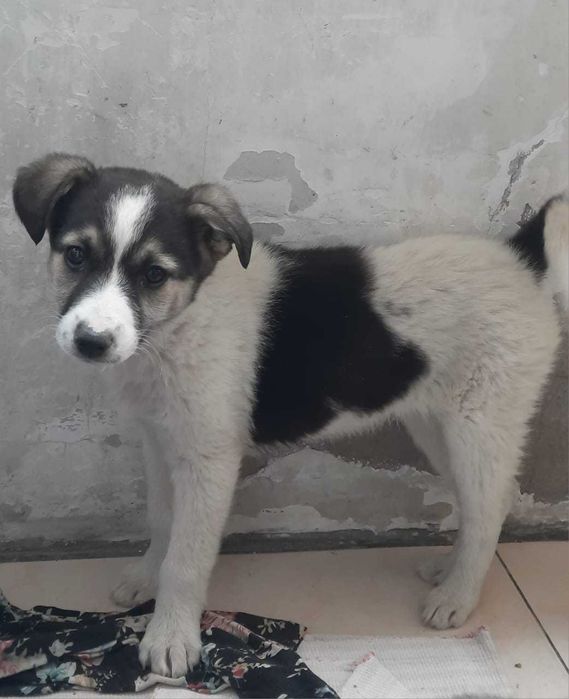 Отдаем щенка, в добрве руки