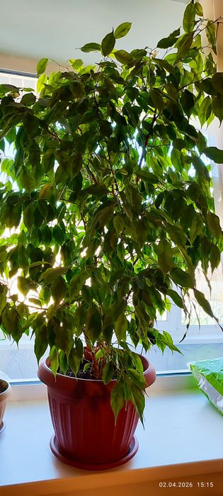 Продам домашний фикус