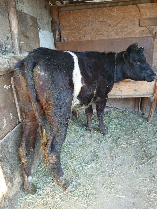 Vand junica de 8 luni detalii in privat