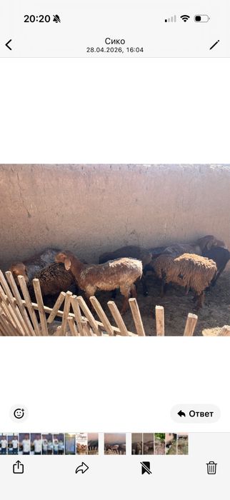 Бараны, кой сатылады