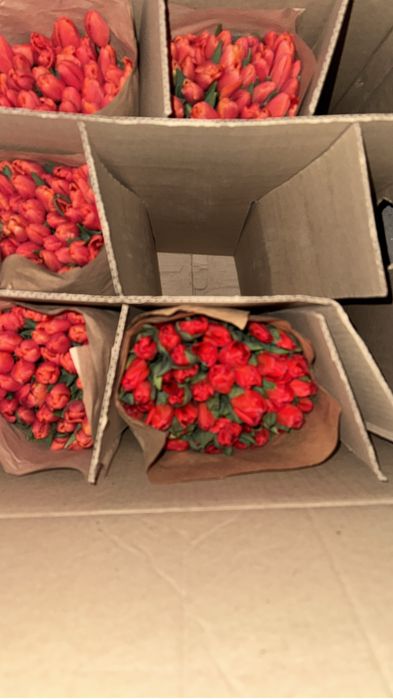 Тюльпаны на 8 марта