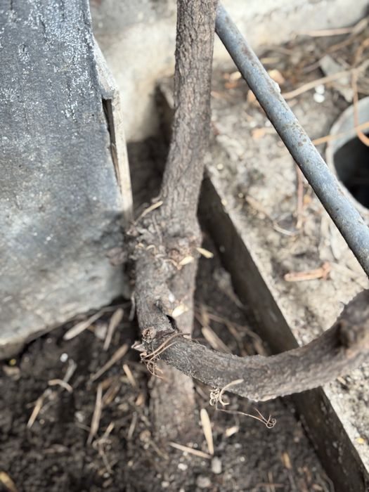 Взрослые девичий виноград