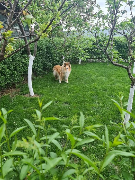 Pensiunea canină Apache