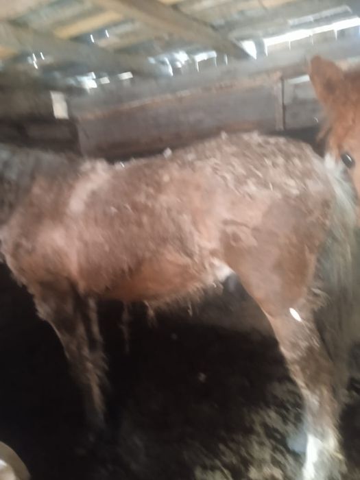 Продам лошадь на откорме