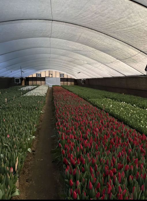 Тюльпан 50-60 см