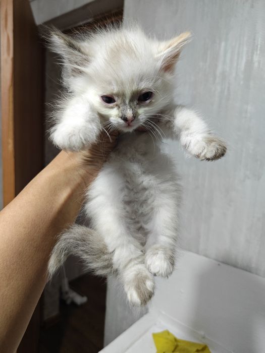 Отдам котят бесплатно