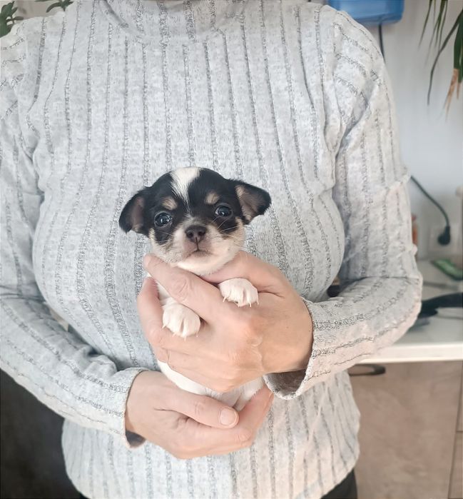 Чихуахуа мальчик триколорного окраса