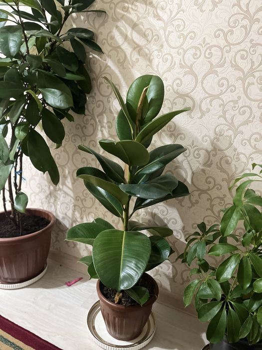 Цветы гүлдер әлемі