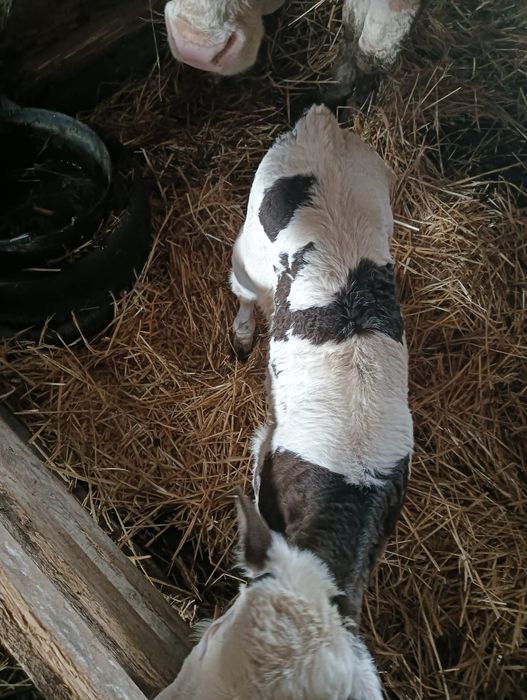 De vânzare Vaci și viței