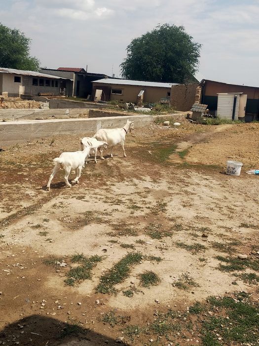 Ешкі сатылады  сауын