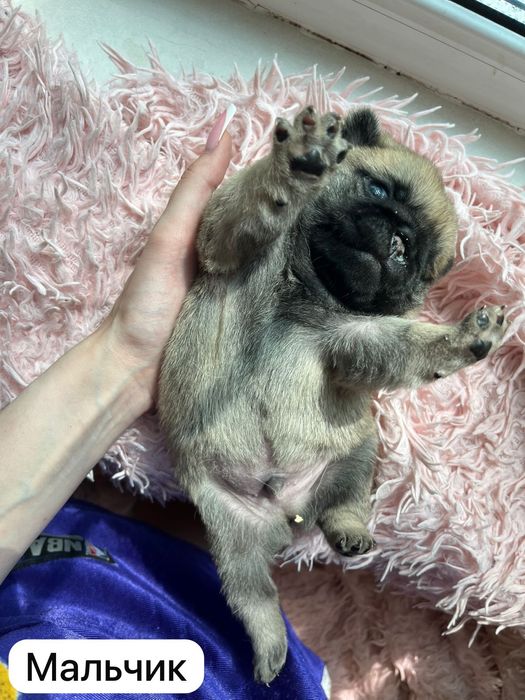 Продам щенков Мопса.