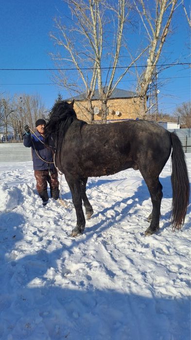 Продается жеребец