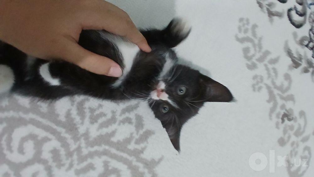 Котята в подарок