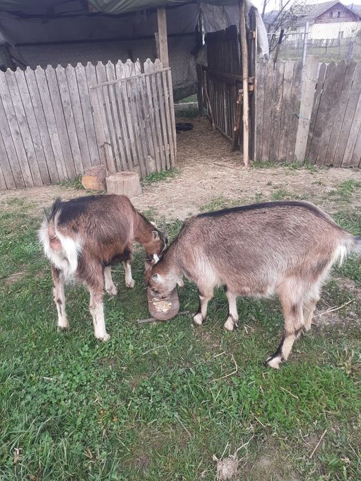 Capre de vânzare franceză Alpină și Inubian