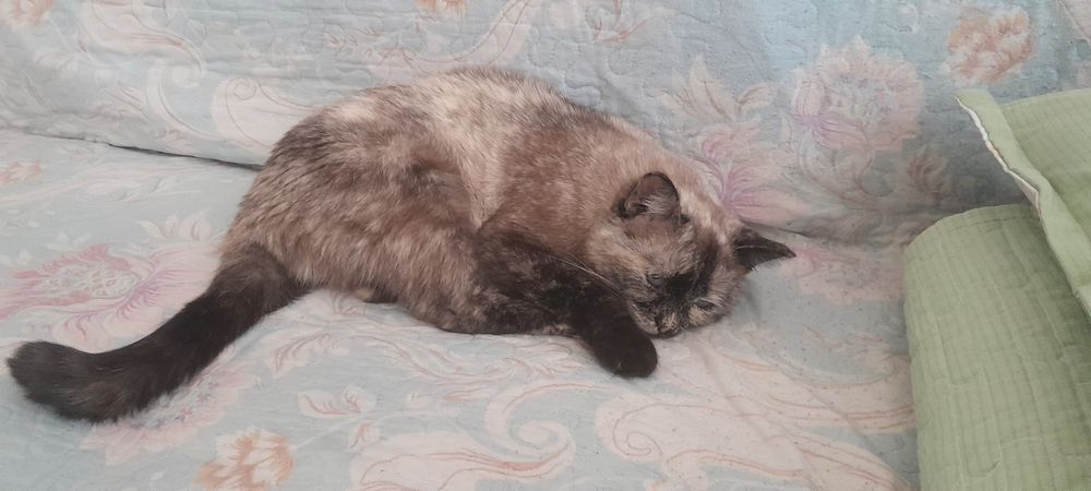 Отдам Кошку в хорошие руки