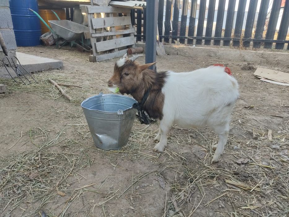 Козлёнок камерунец