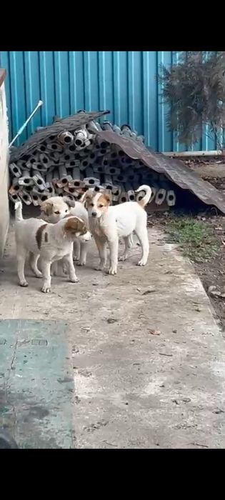 Отдам в добрые руки щенков