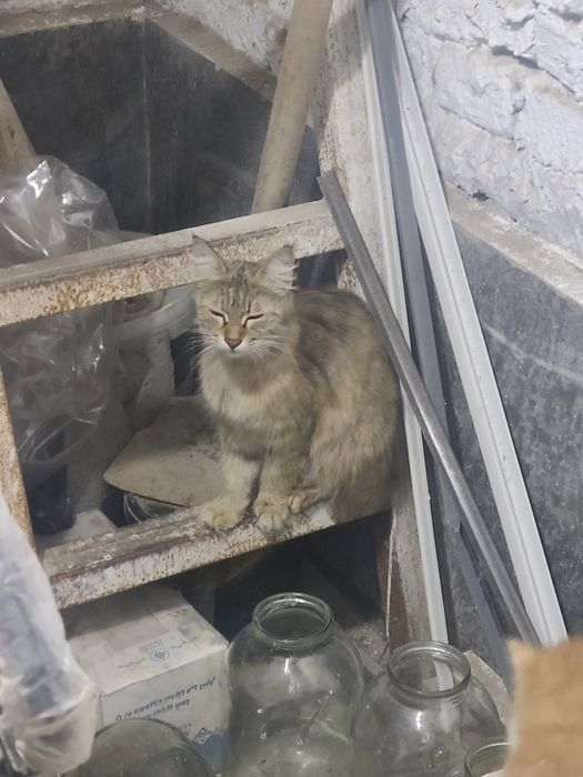Сибирская кошка метис