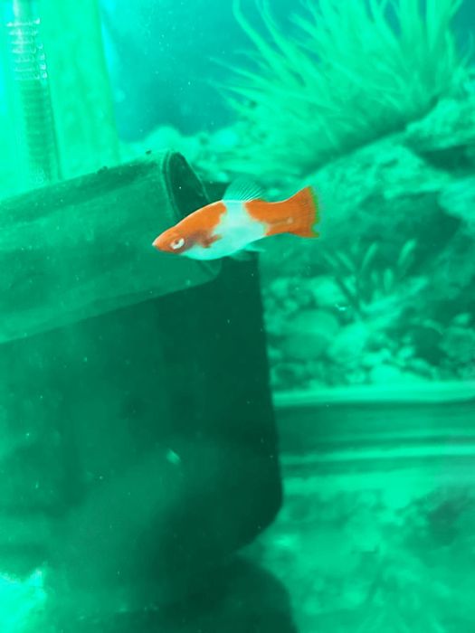 Золотые. Красная шапочка