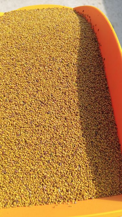 Seminte, Samanta Lucerna Selectată si Descuscutata recolta 2025