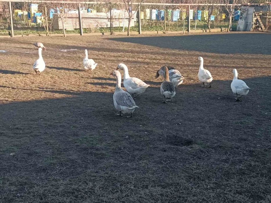 Продавам Гъски..