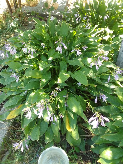 Хосты  - кусты продам