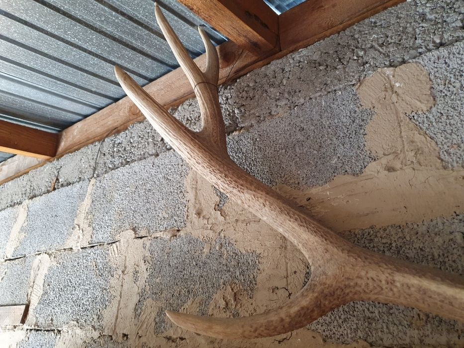 Рога оленя антиквариат