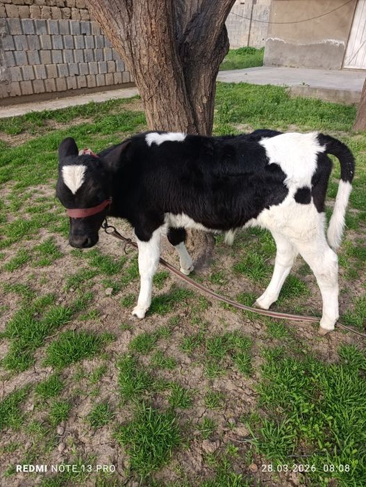 Бұзаулы сиырлар сатылады