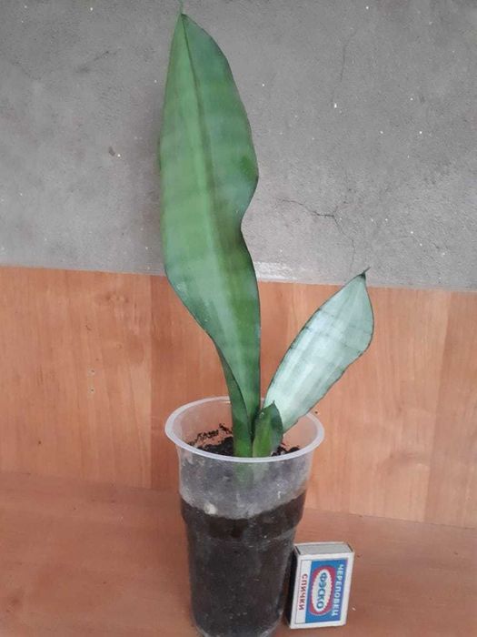 Сансевиерия (Sansevieria)