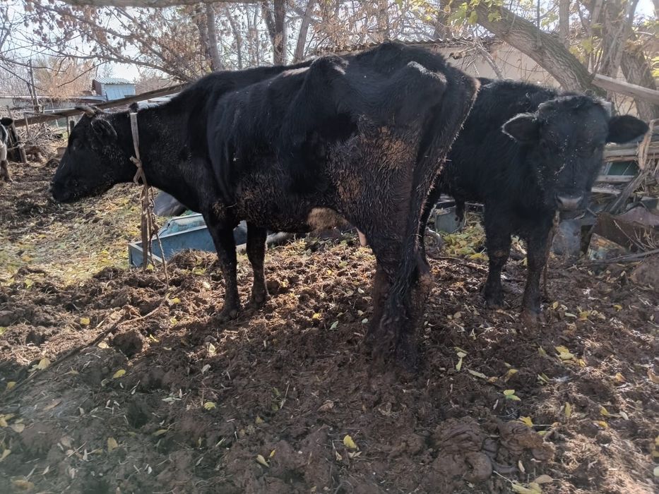 Коровы и быки,ухоженные